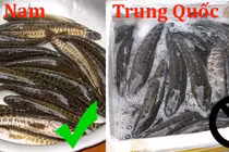 Cá lóc Việt Nam khác gì cá chuối Trung Quốc?