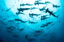 Cá mập đầu búa tụ tập như lén bàn tiệc thần bí