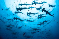 Cá mập đầu búa tụ tập như lén bàn tiệc thần bí