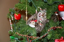 Đắng lòng khi bè lũ chó mèo căm thù Giáng sinh 