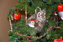 Đắng lòng khi bè lũ chó mèo căm thù Giáng sinh 