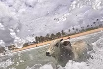 Thất vọng vì con người tàn nhẫn, bò lao xuống biển tự tử