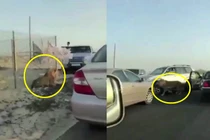 Vua sư tử giá lâm, hàng dài người không dám di chuyển 