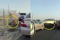 Vua sư tử giá lâm, hàng dài người không dám di chuyển 