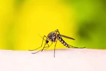 Khám phá rùng mình về những con muỗi vẫn xuất hiện vào mùa đông 