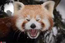 Hài hước "50 sắc thái" động vật hoang dã khi tuyết rơi