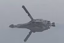 Dạo hồ thấy cá sấu, sửng sốt phát hiện điều hãi hùng