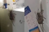 Ngó tủ lạnh, kinh hoàng thấy nhện khổng lồ săn giết chuột 