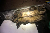 Phát hiện cả trăm con dúi không rõ nguồn gốc được giấu dưới gầm xe khách 