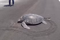 Rùa hiếm trở lại 'chốn xưa' đẻ trứng, nơi đây đã thành một đường băng