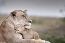 Ảnh động vật: Bình yên lạ cuộc sống vua sư tử 