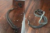 Kịch tính trăn khổng lồ đánh nhau đến thủng trần nhà dân