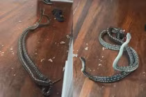 Kịch tính trăn khổng lồ đánh nhau đến thủng trần nhà dân