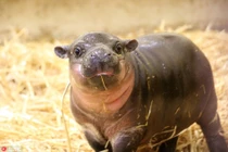 Những động vật dễ thương khiến bạn hết mệt tức thì