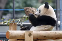 Gấu trúc háo hức ngày đầu tự lập, yêu không tả nổi