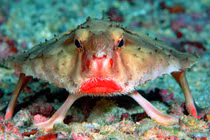 Dung nhan loài cá "ăn chơi" khét tiếng dưới đáy biển sâu 