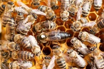 Nghe tiếng động rợn người trong phòng ngủ, phát hiện điều choáng váng