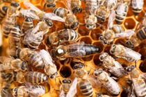 Nghe tiếng động rợn người trong phòng ngủ, phát hiện điều choáng váng