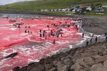 Biển đỏ màu máu, 180 con cá voi bị giết gây sốc