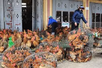 150 ngàn tấn thịt gà ngoại giá 21 ngàn/kg, nhập thoải mái không lo gì?