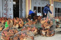 150 ngàn tấn thịt gà ngoại giá 21 ngàn/kg, nhập thoải mái không lo gì?