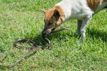 Rắn hổ mang tấn công chủ nhân, chó liều mạng làm điều này