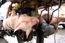 Quốc tế sốc với những hình ảnh “rùng rợn” về lợn Việt Nam