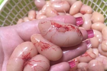 Đại gia Việt "rộ mốt" săn ngọc kê Đông Tảo tiến vua tiền triệu