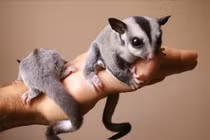 Đã mắt ngắm thú cưng nhập ngoại lạ nhất Việt Nam, giới trẻ phát cuồng 