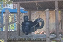 Cho con đi sở thú, cha mẹ hết hồn với khỉ đột "dị"