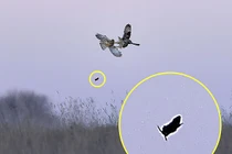 Không chiến, chim vô tình khiến con mồi thoát chết ngoạn mục 