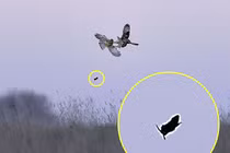 Không chiến, chim vô tình khiến con mồi thoát chết ngoạn mục 