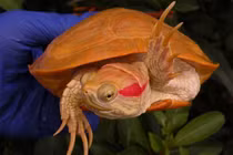 Kỳ lạ rùa bạch tạng cực giống rồng lửa 