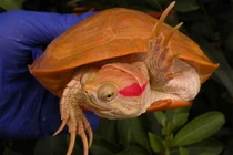 Kỳ lạ rùa bạch tạng cực giống rồng lửa 