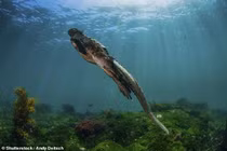 Sinh vật lạ uy hiếp trăm loài ở hòn đảo đẹp nhất thế giới