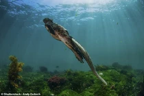 Sinh vật lạ uy hiếp trăm loài ở hòn đảo đẹp nhất thế giới