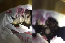 Nghe tiếng kêu ám ảnh kỳ lạ trong nhà, khám phá điều kinh ngạc 