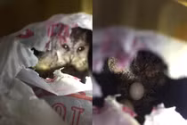 Nghe tiếng kêu ám ảnh kỳ lạ trong nhà, khám phá điều kinh ngạc 