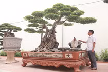 Mua được cây sanh quý, đại gia mổ trâu ăn mừng 