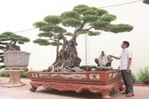 Mua được cây sanh quý, đại gia mổ trâu ăn mừng 