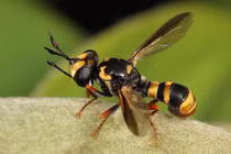 Kinh dị ký sinh trùng khiến ong vò vẽ tự đào hố chôn mình