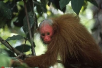 Mê mẩn top động vật quý hiếm nhất hành tinh