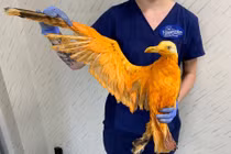 Ngỡ ngàng mòng biển màu vàng rực và sự thật đáng sợ 