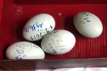 Bất ngờ thiên nga ở hồ Thiền Quang đẻ gần 20 quả trứng