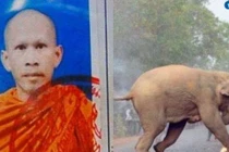 Dựng lều trong lãnh địa voi để thiền, nhà sư gặp họa 