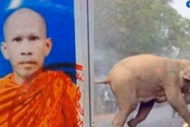 Dựng lều trong lãnh địa voi để thiền, nhà sư gặp họa 
