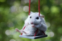 Top thú cưng cực dễ thương làm quà cho nàng ngày 20/10 