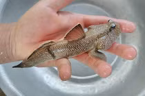 8 loài động vật thú vị và kỳ lạ nhất Việt Nam