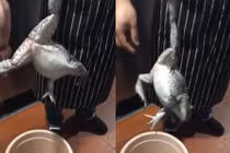 Đem ếch ra mổ, đầu bếp phát hiện sự lạ hãi hùng