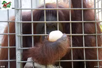 Giải cứu thành công đười ươi bị nhốt tại nhà thổ để phục vụ những kẻ biến thái